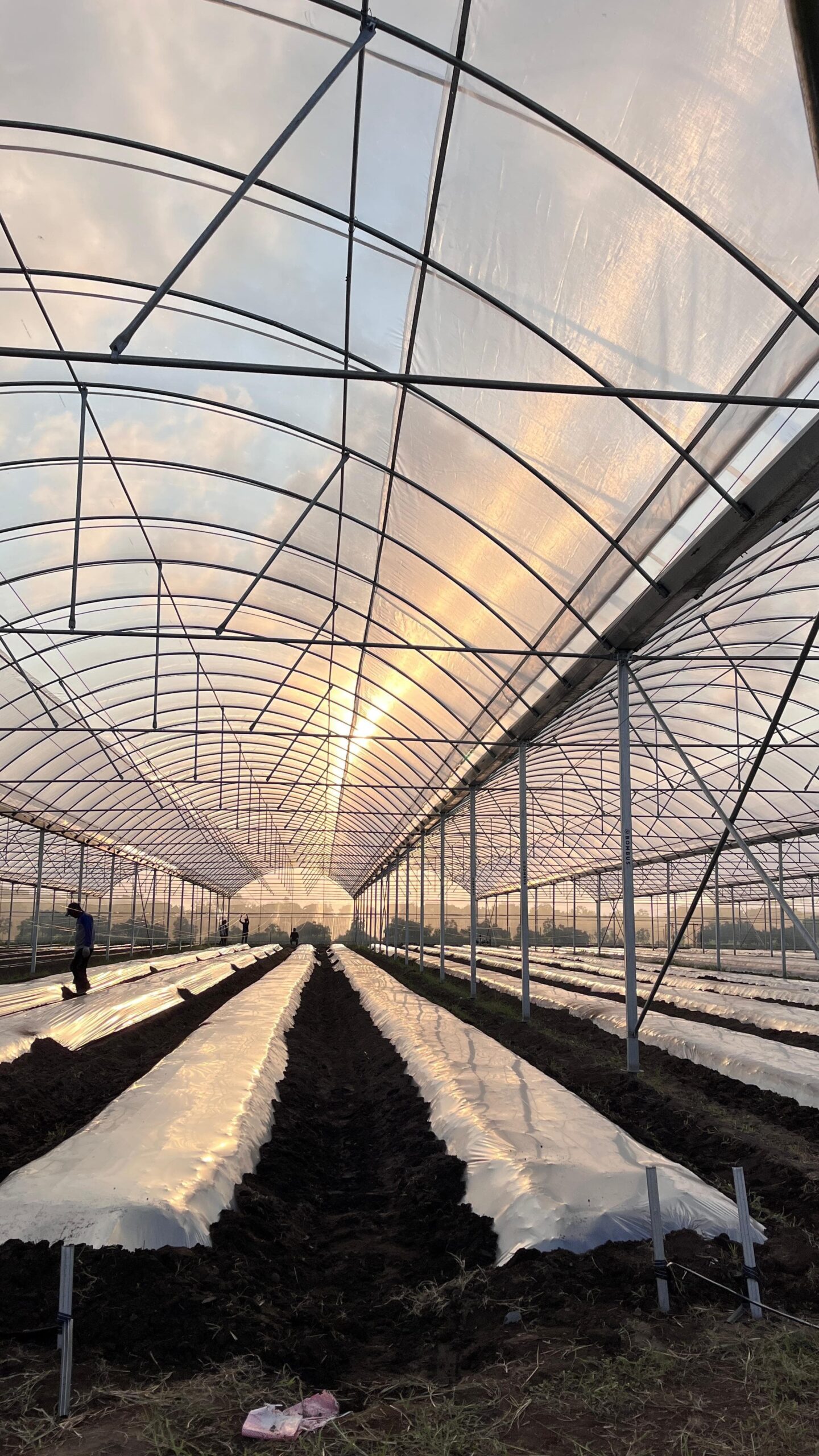 gambar green house 1