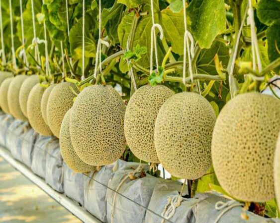 gambar melon